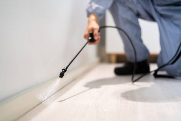 Licensed Wasp Removal service in New Baltimore, MI - Show Me Pest Control